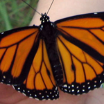 Butterfly Hands