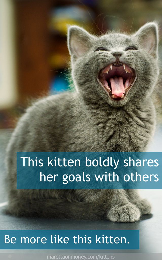 This kitten boldly shares her goals with others.