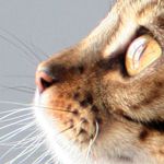 Financially Savvy Kittens on When to Retire