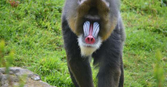 Mandrills are the world's largest monkey.