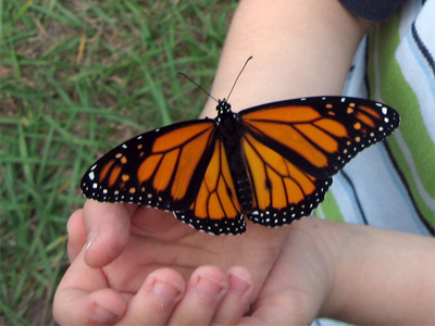 Butterfly Hands