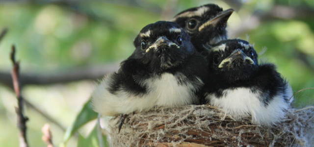 Full-Nest Syndrome – Marotta On Money