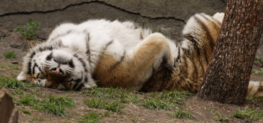 Detroit Zoo Tiger Sleeping