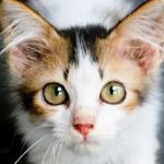 Subscribe and receive Kittenomics every week!