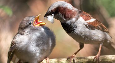 sparrow feeding