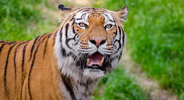 tiger glare