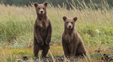 A Second Dip Turns to Bear Market (June 2022)